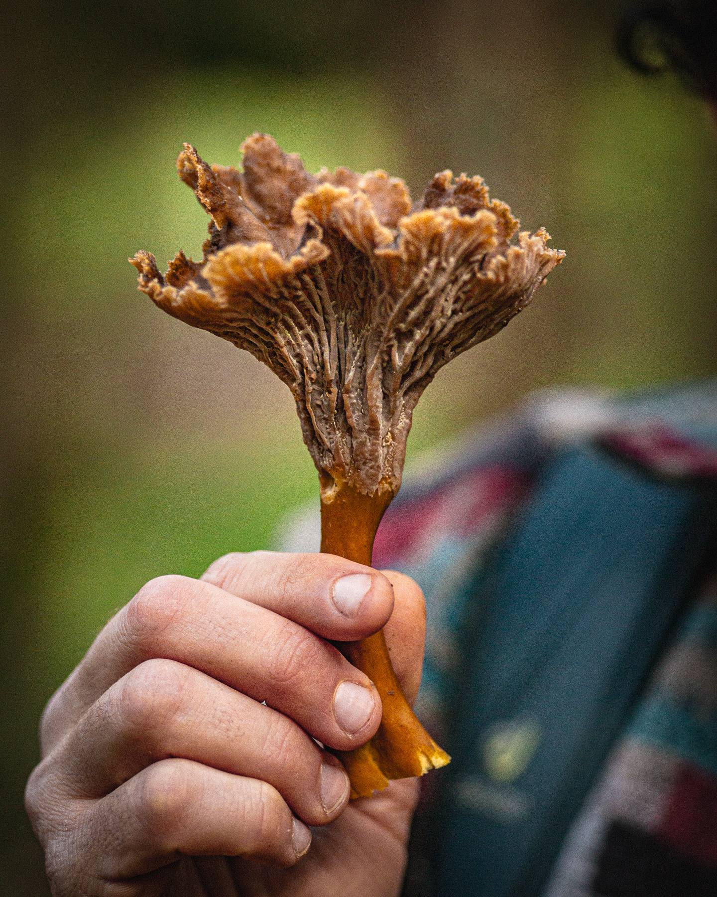 Craterellus tubaeformis